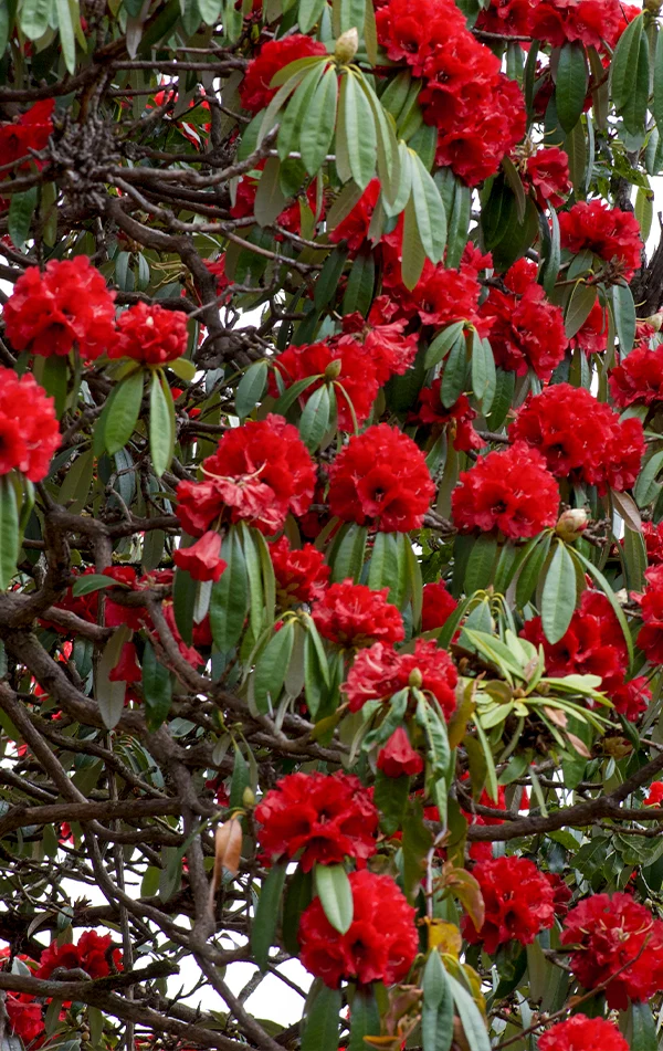 Chopta Chandrashila Tungnath Trek with Deoriatal